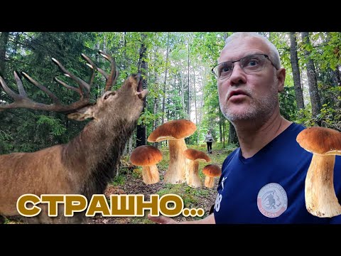 Видео: Собираем грибы! Белые грибы, лисички. Страшные звуки больших зверей. | Латвия, 15 сентября