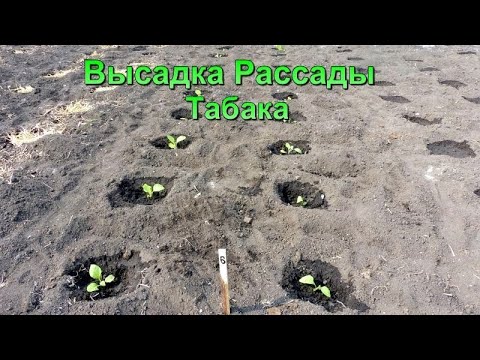 Видео: Май 22.05.2021 Высадка рассады Табака в открытый грунт.