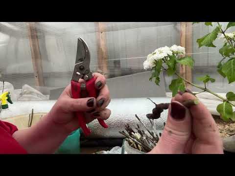 Видео: Улучшенная копулировка. Прививка яблони просто.