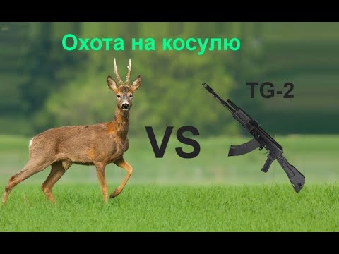 Видео: Охота на косулю с сайги TG 2 366ткм