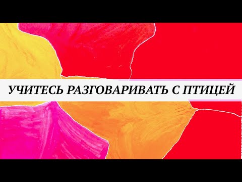 Видео: Как разговаривать с птицами? Правила как себя вести и как понимать птиц. Ошибки владельцев птиц.