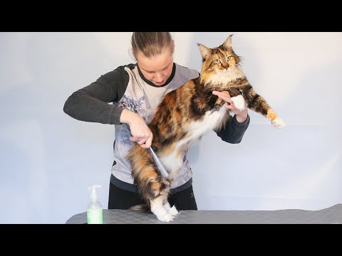 Видео: Как чесать мейн-куна