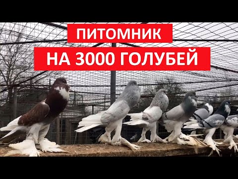 Видео: Питомник на 3000 голубей  (1 часть). Живой дом. Nursery for 3000 pigeons (1 part). living house