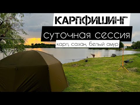 Видео: Карп, сазан, белый амур! Карпфишинг. Суточная сессия. #рыбалка2023 #поймалотпусти