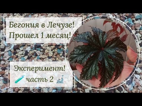 Видео: 🪴Бегонии в Лечузе🪴 Прошел месяц! ⌛Обсудим результаты?