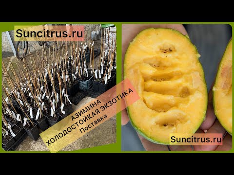 Видео: АЗИМИНА. Поставка Азимины. Холодостойкая Экзотика 😋