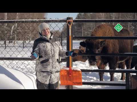 Видео: Быть человеком. Зубры