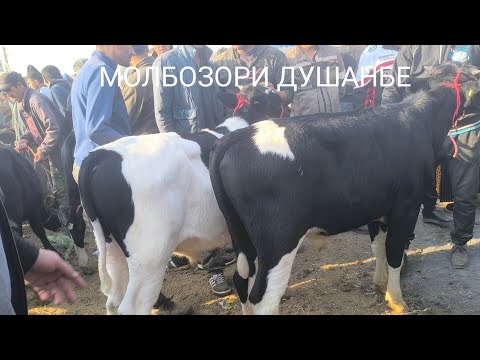 Видео: МОЛБОЗОРИ ЛЕНИНСКИИ́  НАВОРИ ТОЗА 15  октября 2025 