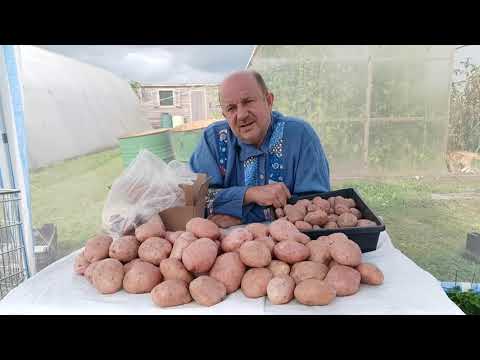 Видео: Подробно о Картофеле САРПО МИРА! Сорт полностью Устойчив к ФИТОФТОРЕ! Характеристики, Урожайность