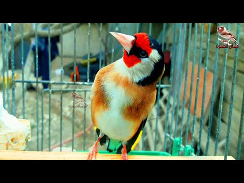 Видео: лучшие песни щегла | Очень милая птичка | щегол чистый