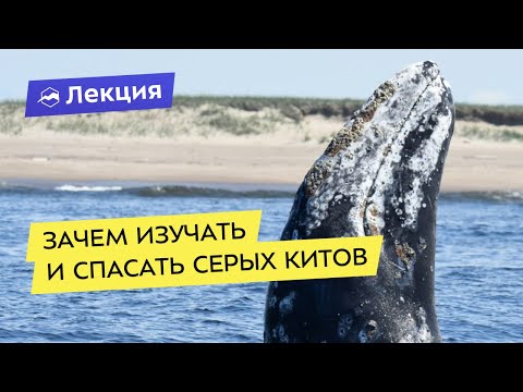 Видео: Зачем изучать и спасать серых китов
