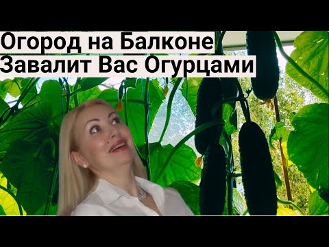 Видео: Я Обалдела! Огурцы ПЛОДОНОСЯТ КАК СУМАСШЕДШИЕ от Этих Подкормок! Огород в Городской Квартире.