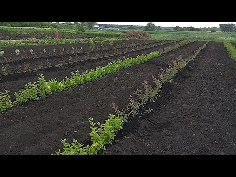 Видео: КАК ВЫРАСТИТЬ:КАРЛИКОВЫЙ,ПОЛУКАРЛИКОВЫЙ,КЛОНОВЫЙ ПОДВОЙ.КАК РАЗМНОЖИТЬ КЛОНОВЫЕ ПОДВОИ.62-396,54-118