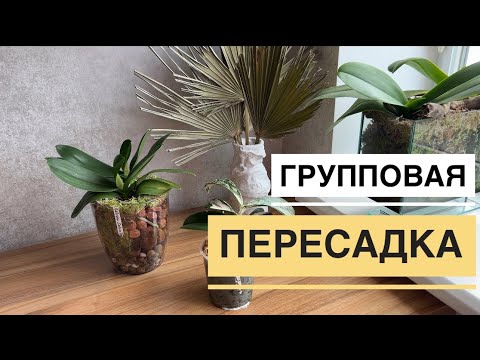 Видео: Rainbow Sakura Tree-групповая. Море. Посылка с мхом. Заболела одна орхидея