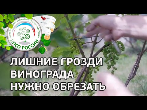 Видео: Нормировка винограда. Обрезка винограда.