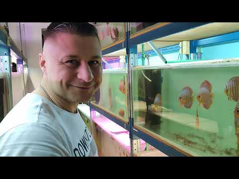 Видео: #СуперГости#СтасМазурин#L-сомы#Артемия#Дискусы#Спустя Год