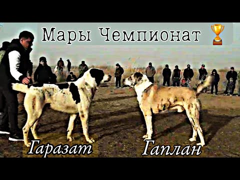 Видео: Чемпионат Мары 4 тур/Турнир тест испытаний Туркменских Алабаев