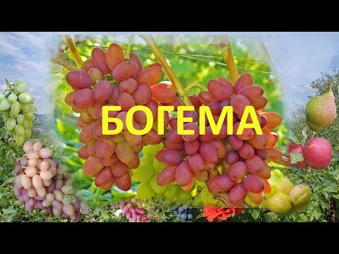 Видео: @Виноград 2018. Виноград Богема на Полтавщине