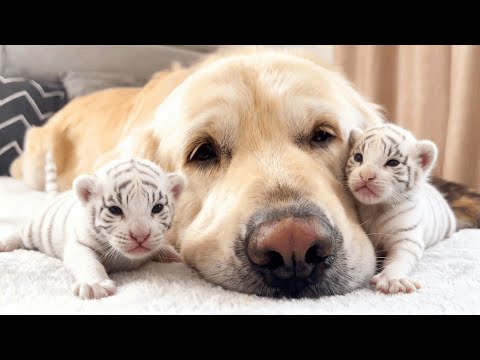 Видео: Золотистый ретривер вырастил двух тигрят, но когда они выросли, то, что произошло, потрясло всех!
