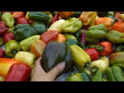 Видео: Урожай перца и рецепты консервации.