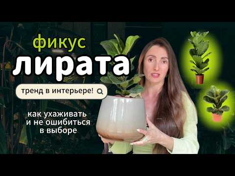 Видео: Всё про уход за фикусом лировидным/ Лирата в озеленении #озеленение #фитодизайн #комнатныерастения