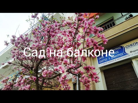 Видео: Магнолия в горшке-уход и содержание