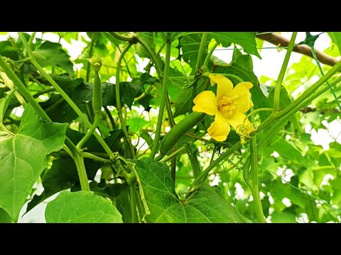 Видео: Сикана — экзотическая тыква с необычным вкусом.