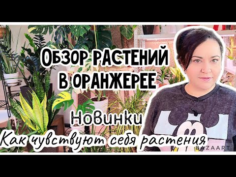 Видео: Обзор растений в моей оранжерее. Новинки растений и сансевиерий из Тайланда