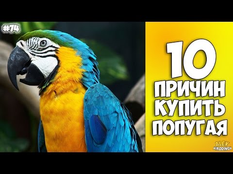 Видео: 10 причин купить попугая - Интересные факты!