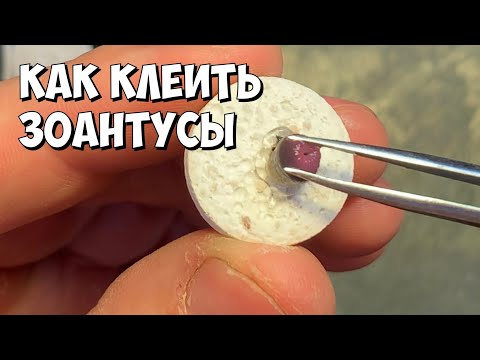 Видео: Как легко приклеить коралл | ЗОАНТУСЫ