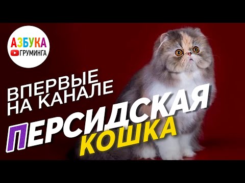 Видео: Персидская кошка. Груминг перса, уход и стрижка, первый выпуск про кошек