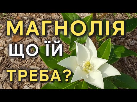 Видео: 🌸 Магнолія в саду: що потрібно знати?