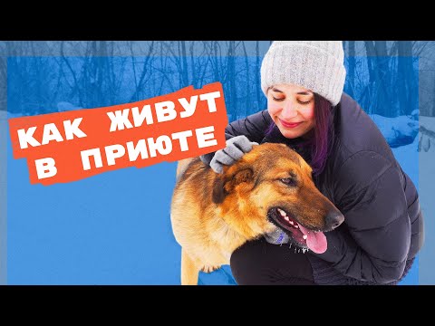 Видео: Бездомные собаки и кошки: как помочь приютам