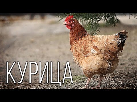Видео: Курица: Самая Распространенная Птица на Планете Земля | Интересные факты про курицу