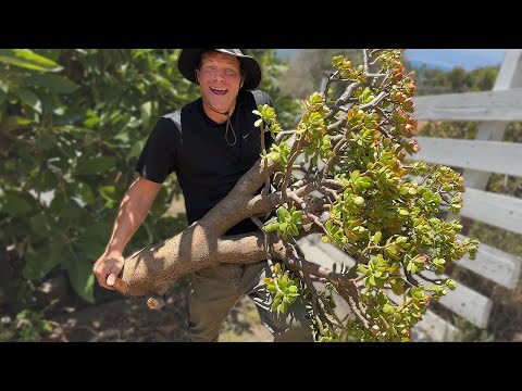 Видео: Как я пересадил 40-летний черенок жадеита