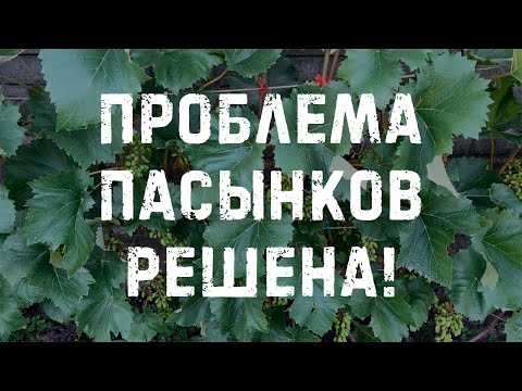 Видео: Как облегчить работу с пасынками винограда