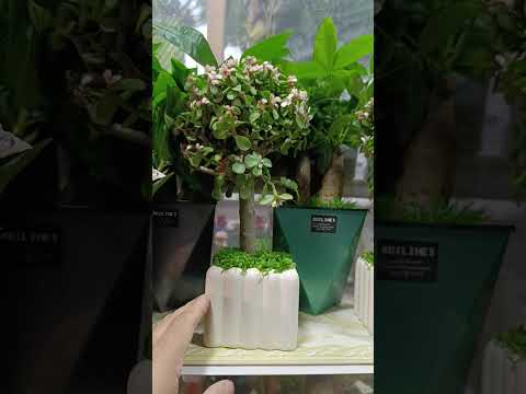 Видео: 3 ноября 2025 г.