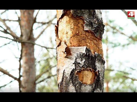 Видео: В объективе натуралиста. Котра. 2 часть. 20.03.2019