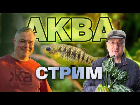 Видео: Аква стрим. Уютно говорим про аквариумы и отвечаем на вопросы.
