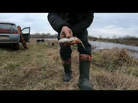 Видео: Фідерна риболовля на річці