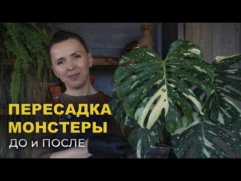 Видео: Быстрая пересадка МОНСТЕРЫ «Тайское созвездие»/  Монстера ДО и ПОСЛЕ