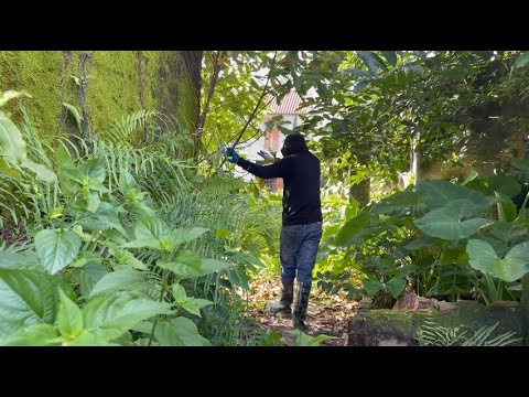 Видео: Очистите заросший заброшенный дом для самой удивительной трансформации