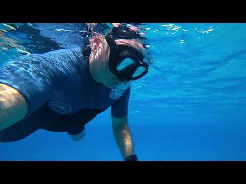 Видео: Обитатели Красного Моря Эйлат