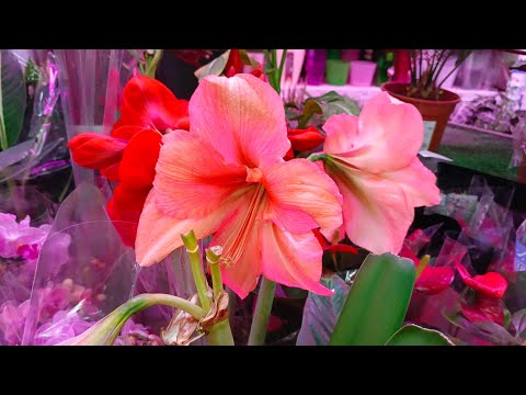 Видео: 🌿🌸ЛЕМАНА ПРО🪴 ЦВЕТОЧНАЯ ПРОГУЛКА