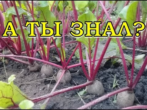 Видео: Почему свекла волокнистая и не вкусная?