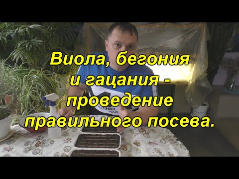 Видео: Правильный посев виолы, гацании и вечноцветущей бегонии.