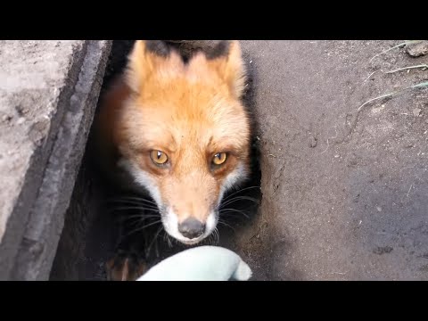 Видео: Лиса Василиса, репортаж из лисополитена