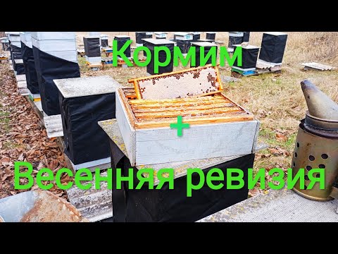 Видео: Весенняя подкормка пчёл + Ревизия