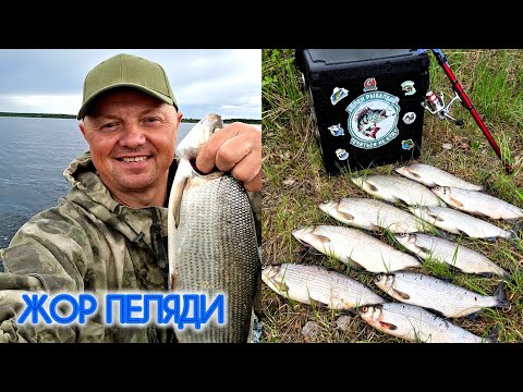 Видео: ЖОР ДИКОЙ ПЕЛЯДИ