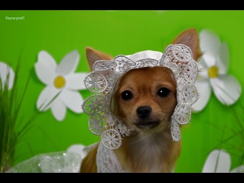 Видео: Почему собака не учит команды. Ошибки владельцев